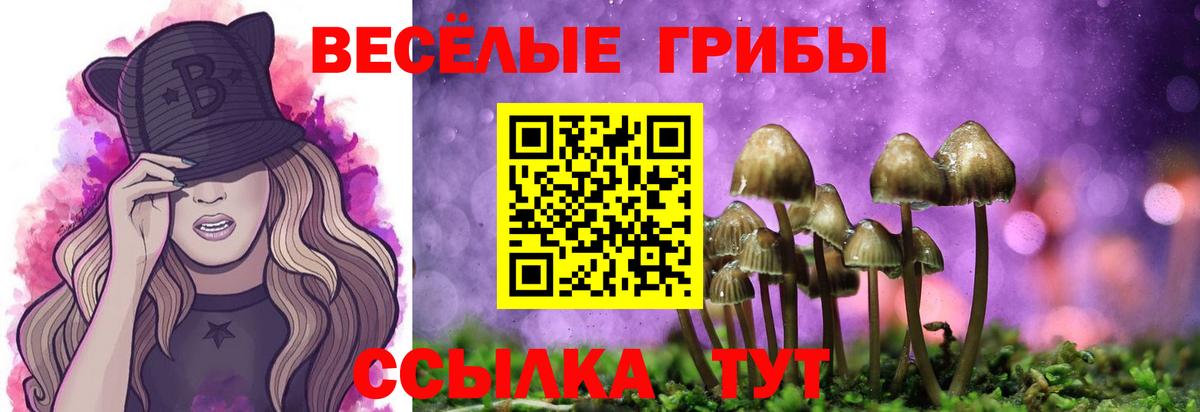 Галлюциногенные грибы Psilocybe Кизляр